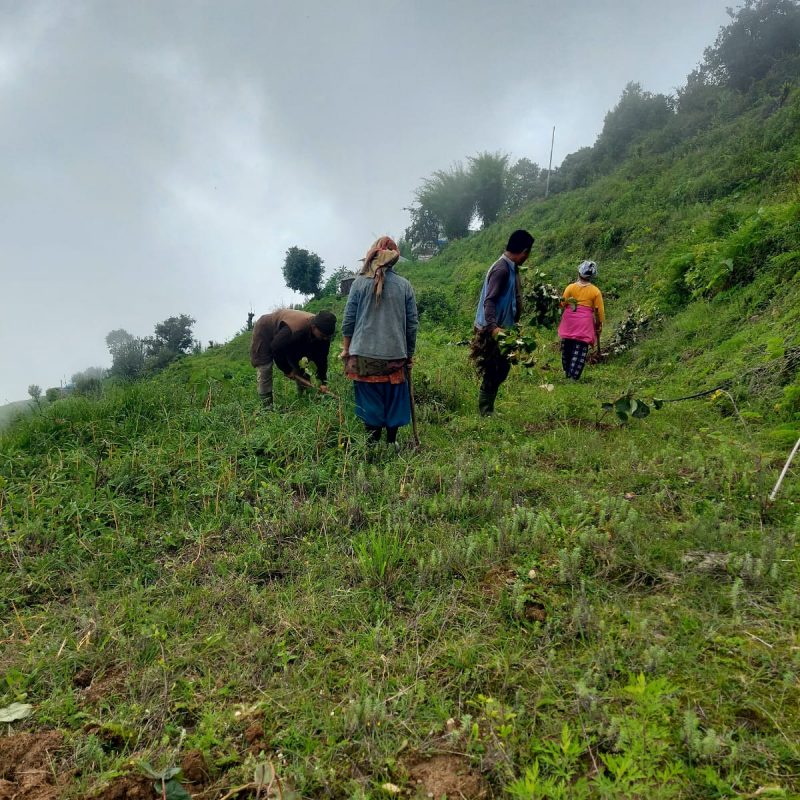 June 2025 Planting 1,000 Fruit Trees in Bhussinga