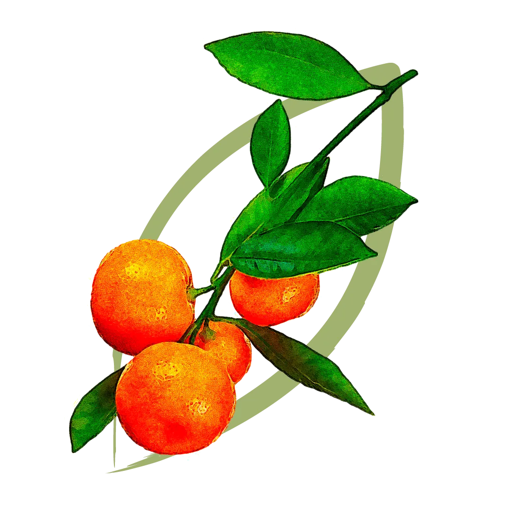 Mandarin Tree